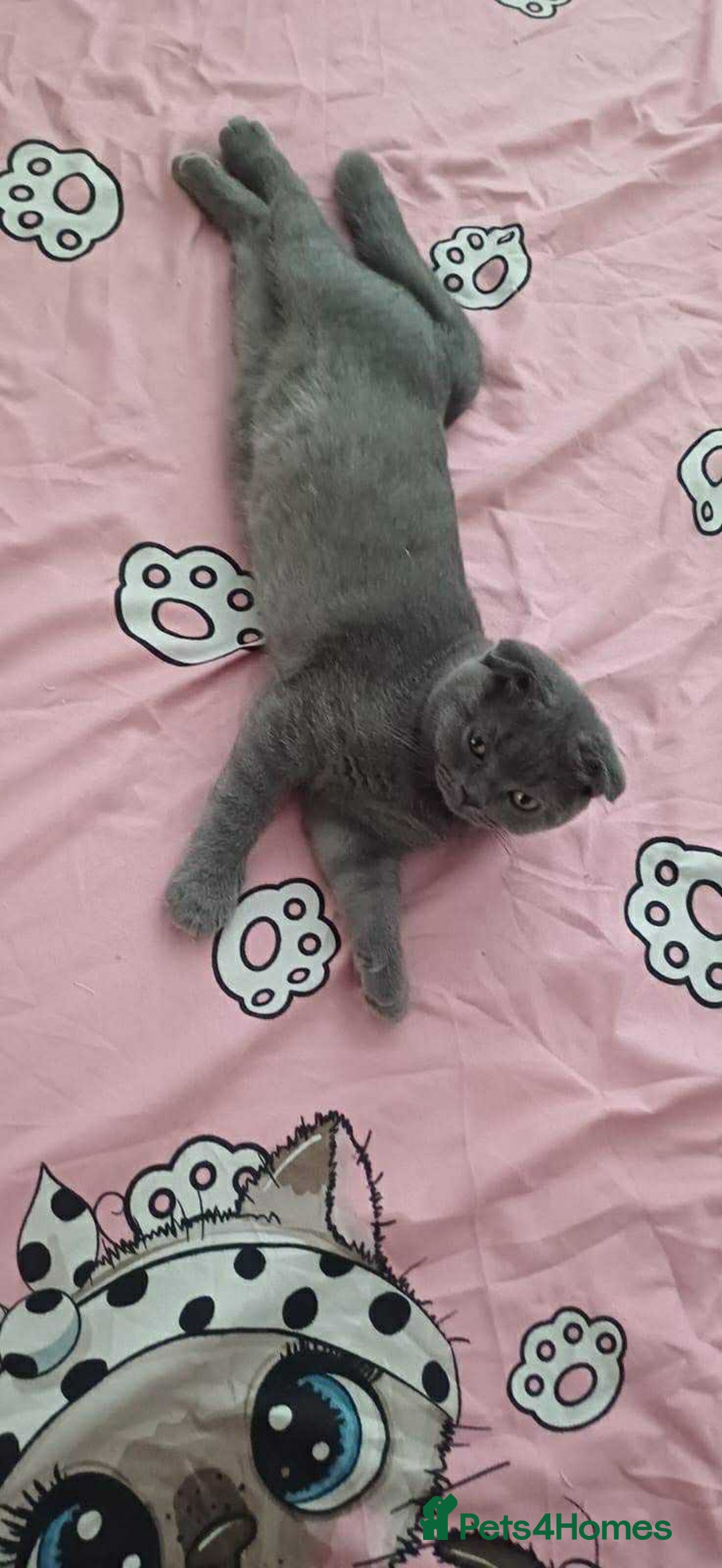 British Longhair cats for sale: Stunning British Shorthair x Siberian Kittens  - Image 7
