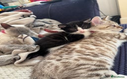 Norwegian Forest Cat cats for sale: Diamond 💎  - Image 5