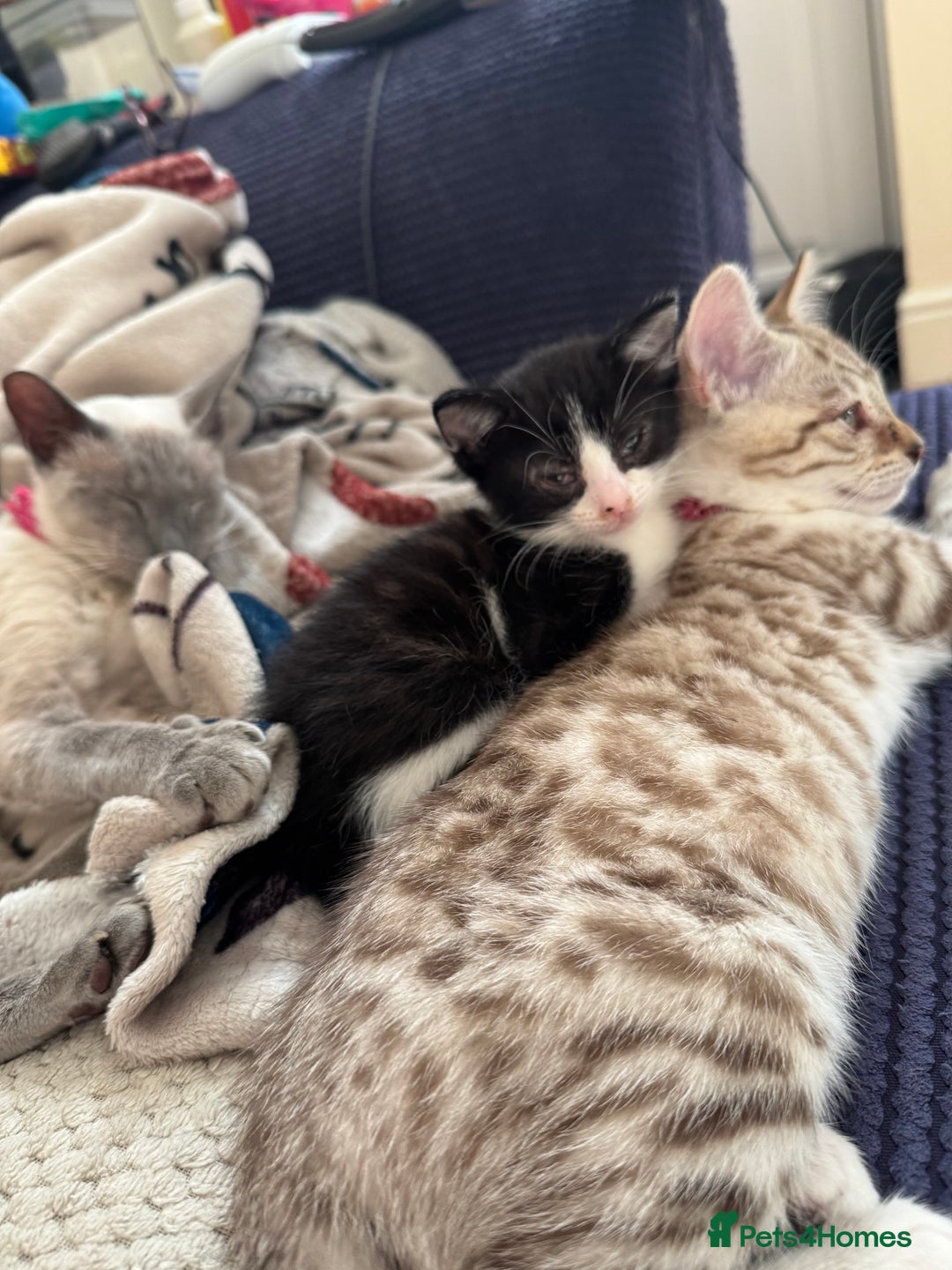 Norwegian Forest Cat cats for sale: Diamond 💎  - Image 5