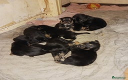 Mixed Breed dogs for sale: Rottsky puppies for sale - Image 4