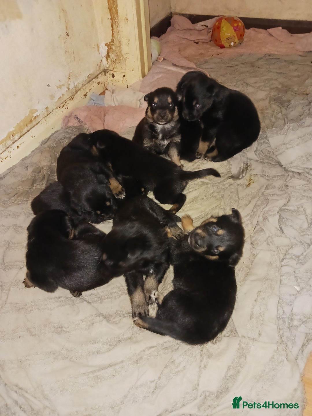 Mixed Breed dogs for sale: Rottsky puppies for sale - Image 4