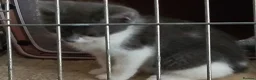 Mixed Breed cats for sale: 2 beautiful kittens looking for there homes in Eastleigh - Advert 4