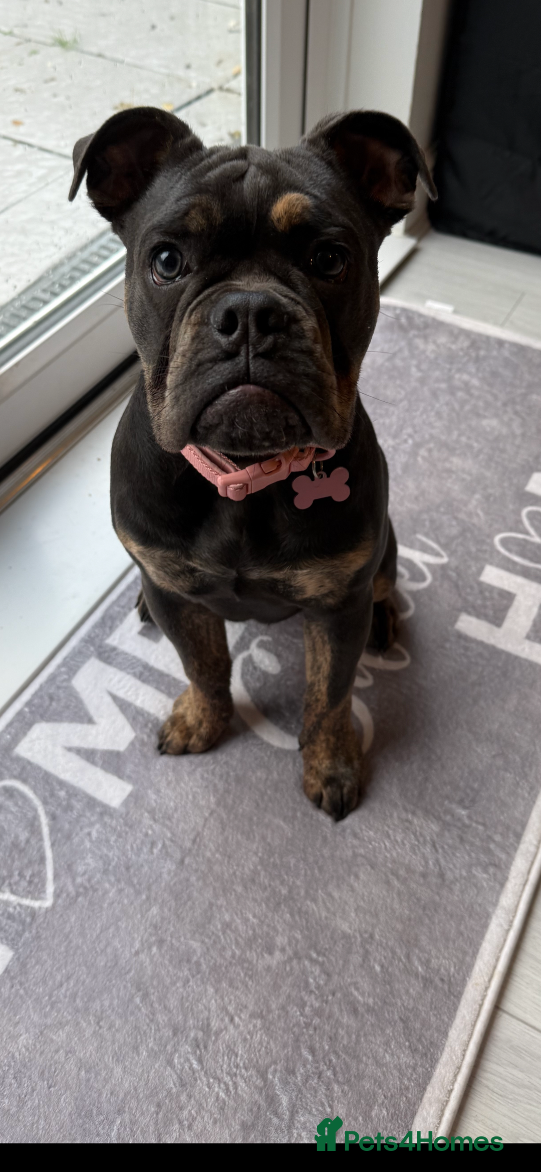 Olde English Bulldogge dogs for sale: Olde English bulldog female pup  - Advert 2