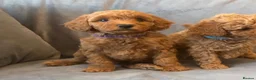 Cavapoo dogs for sale: Cavapoos Extensive DNA & Heart tested - Advert 4