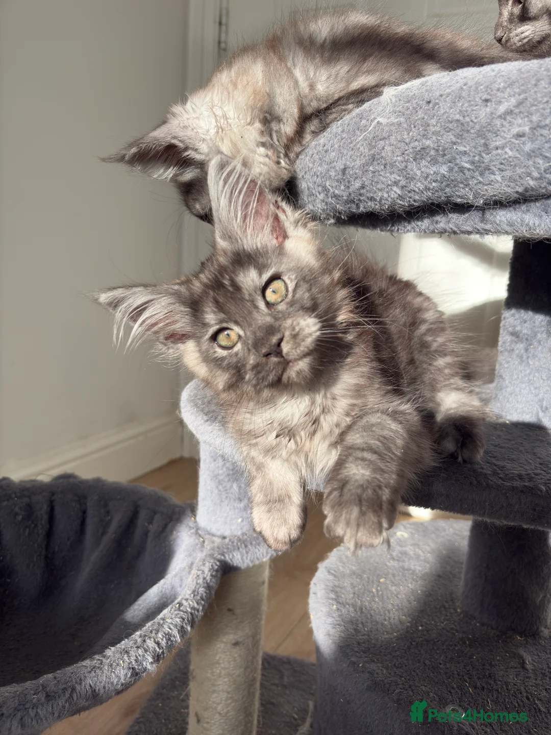 Maine Coon cats for sale: Maine coon kittens - Advert 18
