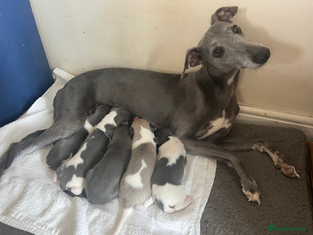 Whippet dogs for sale: Stunning blue bred whippet pups - Image 7