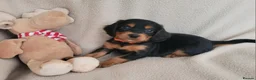 Cocker Spaniel dogs for sale: Small Health Tested Working Cocker Pups - Advert 13