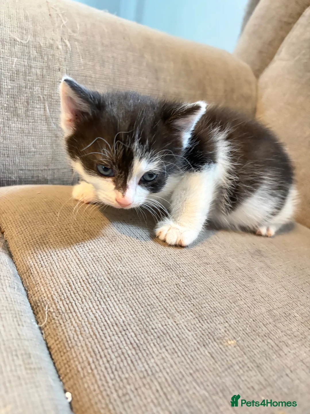 Mixed Breed cats for sale: Two beautiful male kittens - Advert 5