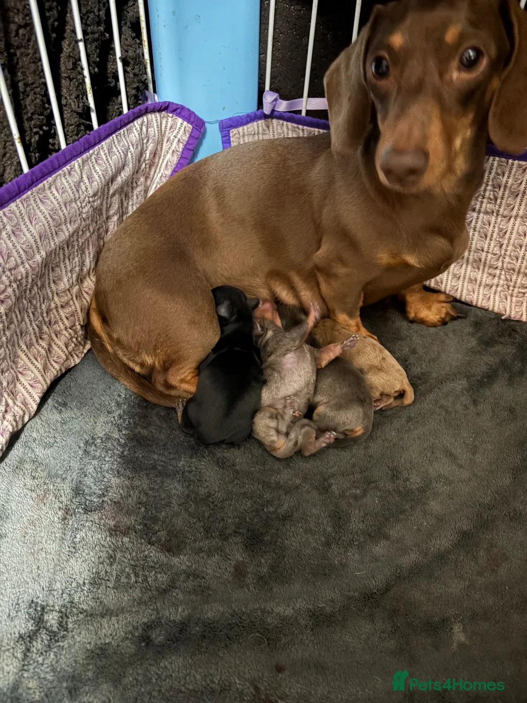 Miniature Dachshund dogs for sale: 2 Girls Left - KC stunning Miniature Dachshunds 🩷 - Advert 2