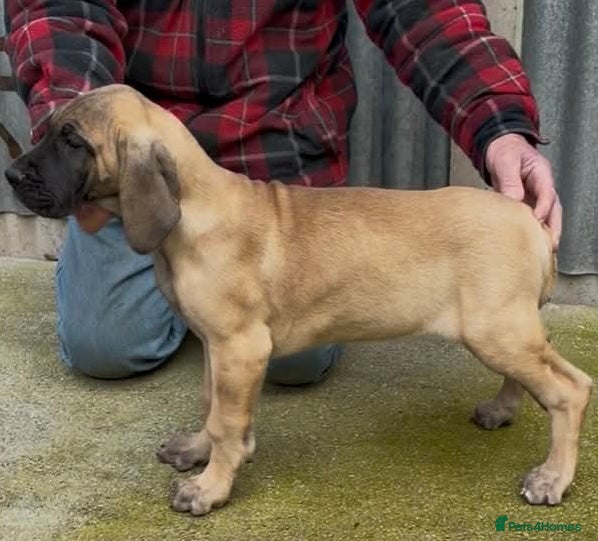 Great Dane dogs Primus Great Danes - Advert 10