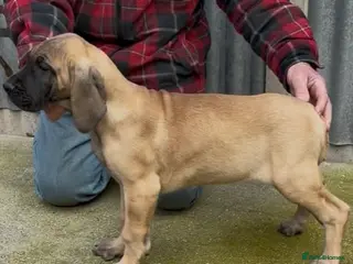 Great Dane dogs Primus Great Danes - Advert 10