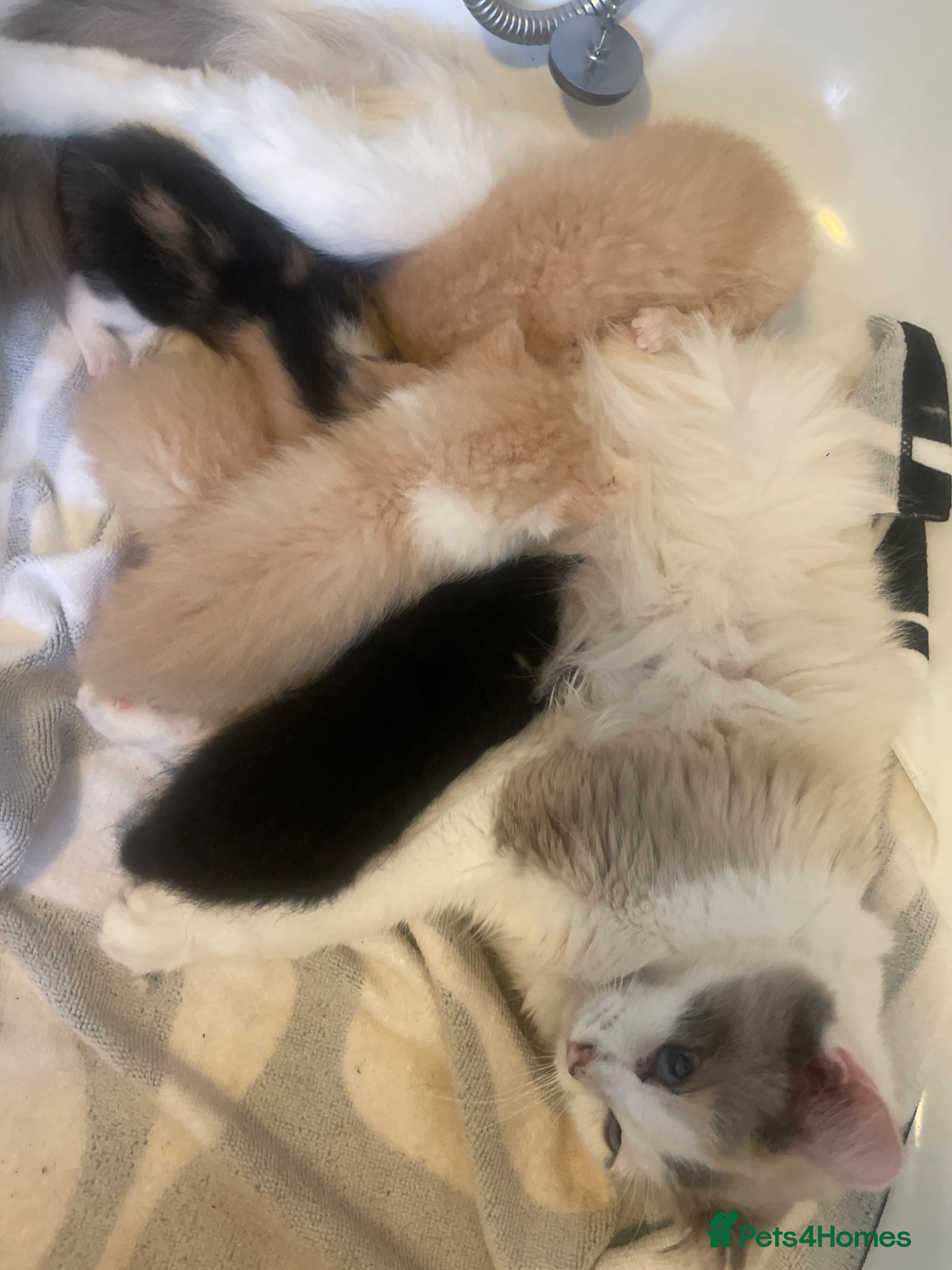 Mixed Breed cats half ragdoll kittens  - Advert 1