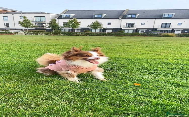 Australian Shepherd dogs - Advert 1