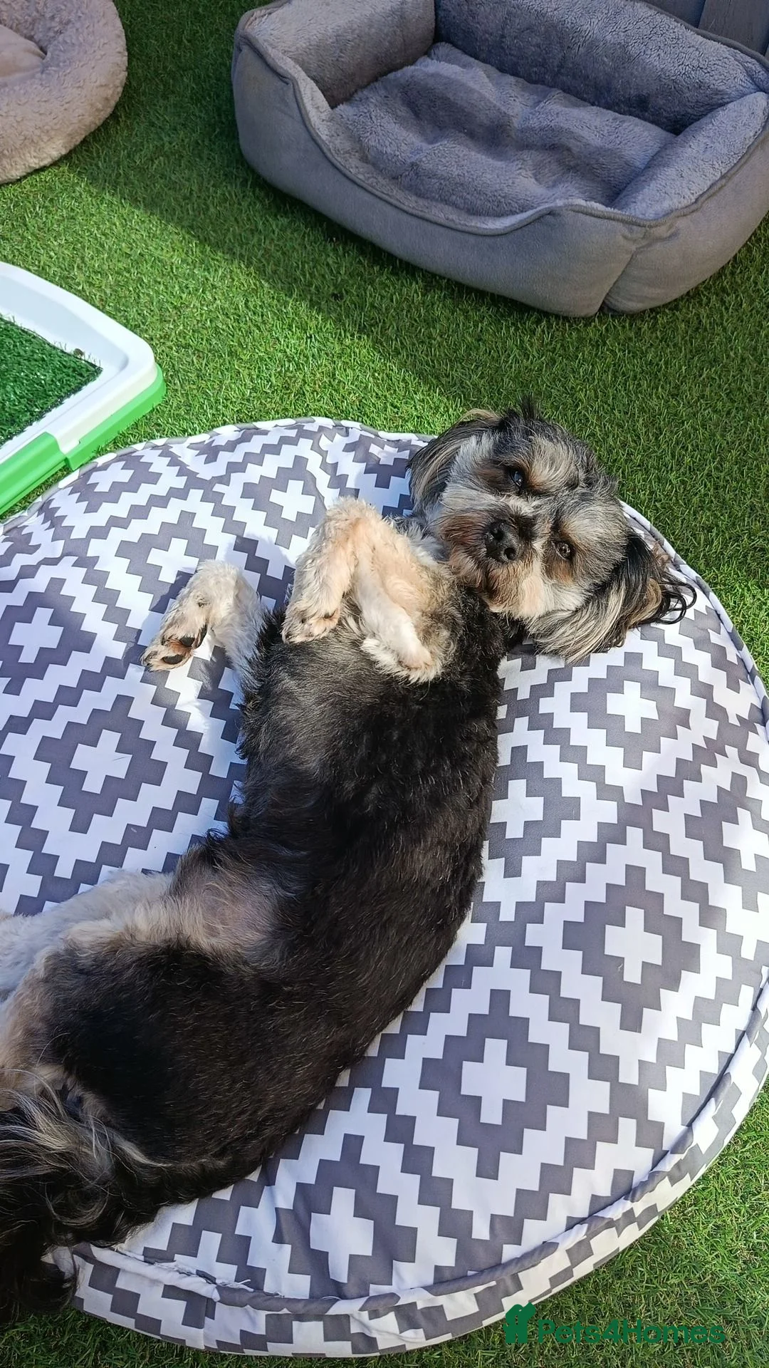 Morkie dogs for stud: Morkie male looking to stud .NOT FOR SALE.. - Advert 3
