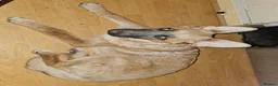 German Shepherd dogs for sale: 1 pure bred German Shepherd puppy - Advert 3