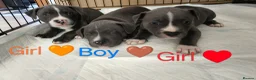Staffordshire Bull Terrier dogs for sale: Blue Staffordshire bull terrier puppies 🐶🐕🐾 - Advert 9