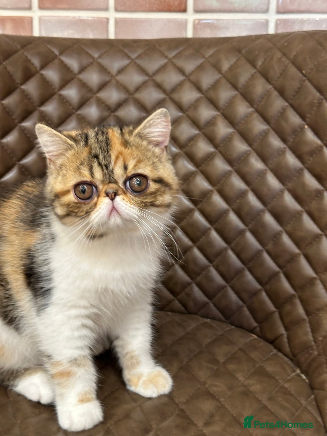 Exotic cats for sale: Beautiful exotic shorthair  - Image 2