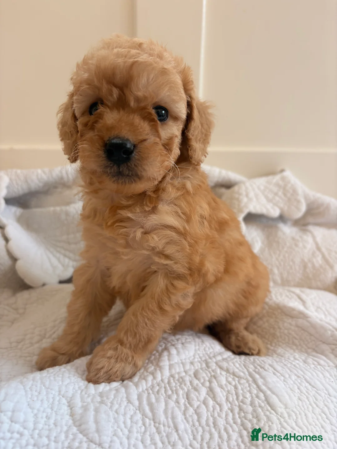 Labradoodle dogs for sale: LICENSED BREEDER QUALITY MINI LABRADOODLES - Advert 7