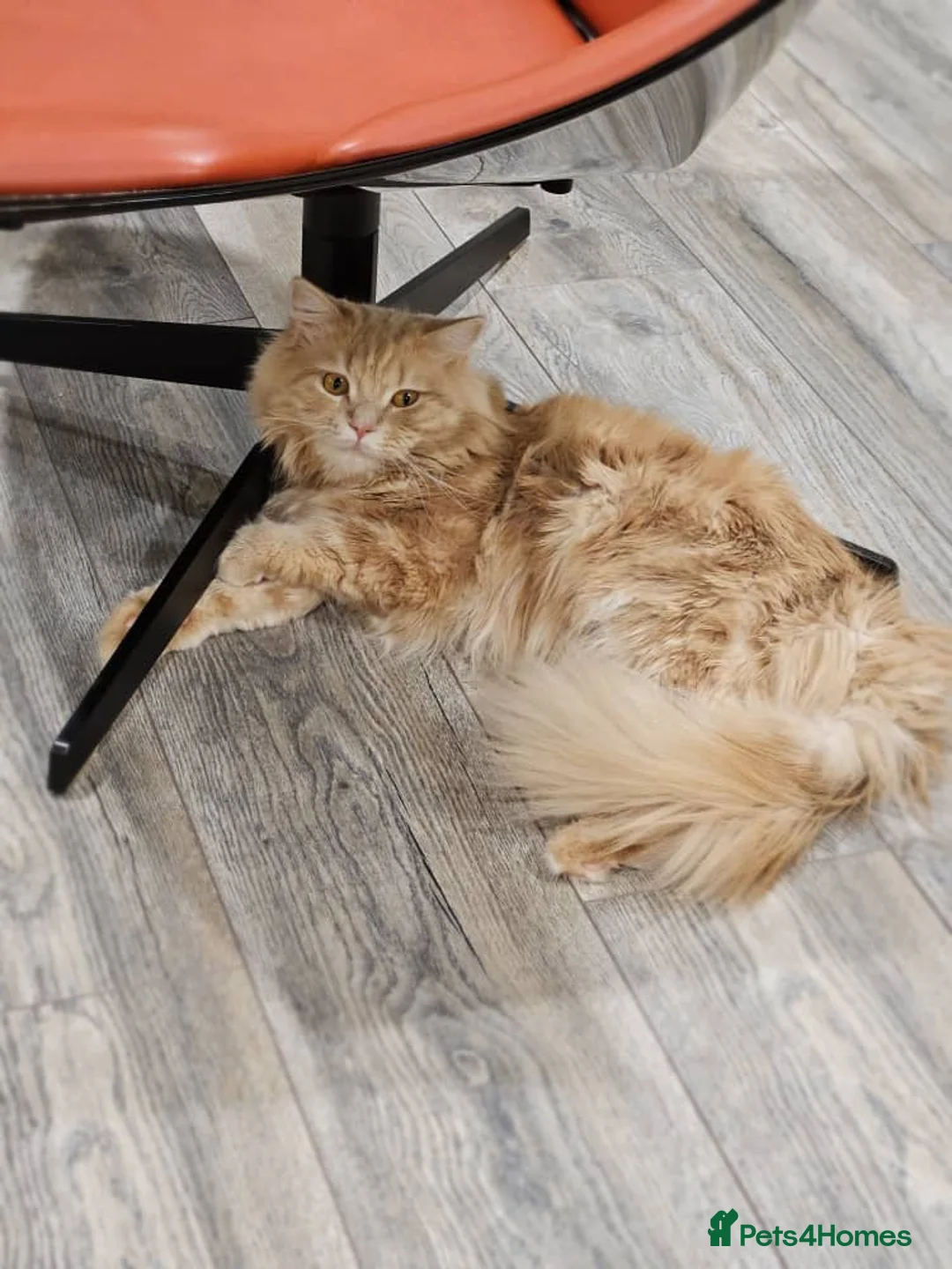 Maine Coon cats for sale: 🧡 Rare Cream-Ginger Maine Coon -Rare Eye color 🧡 - Advert 14