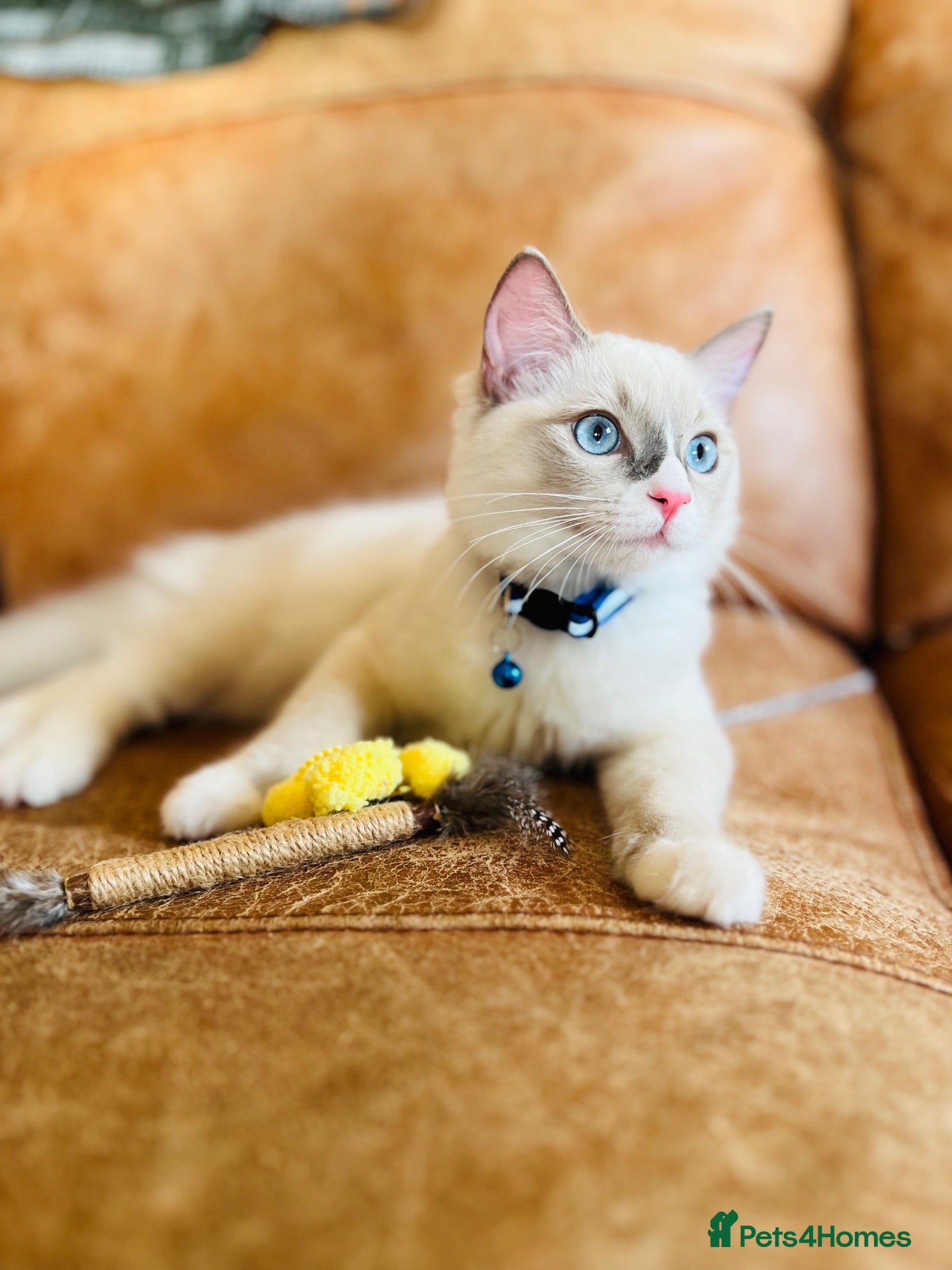 Ragdoll cats 🐈Pedigree Ragdoll Champion line 🏆 GCCF kitten - Advert 3