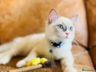 Ragdoll cats 🐈Pedigree Ragdoll Champion line 🏆 GCCF kitten - Advert 3