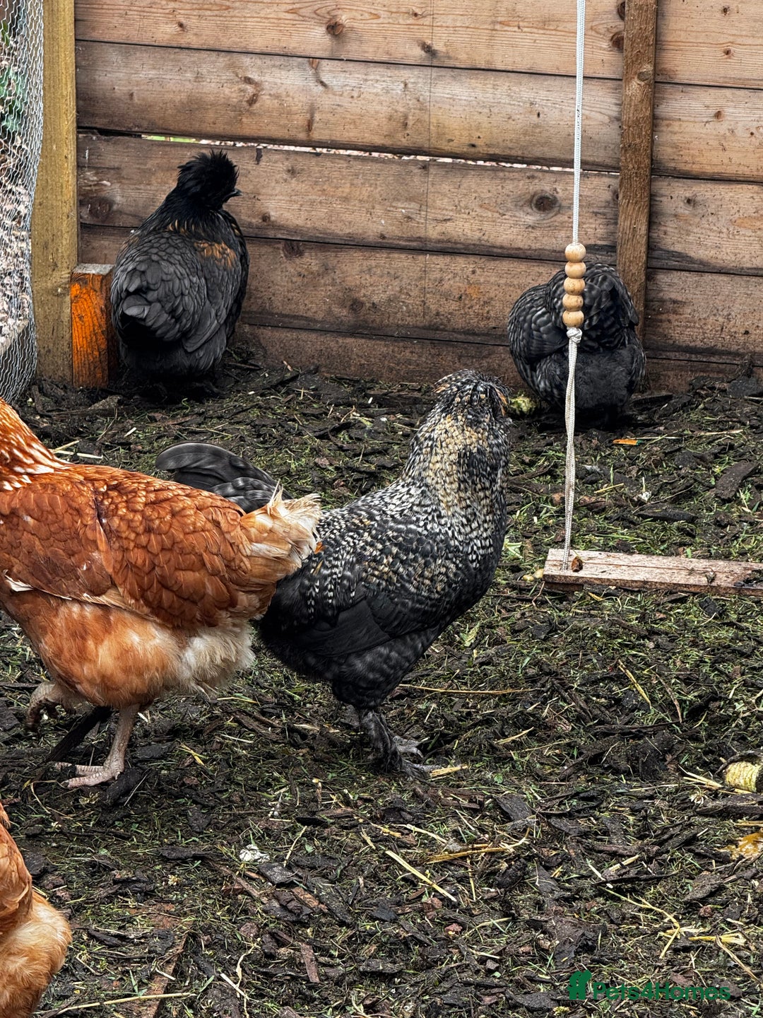 Chickens poultry for sale: Cockerel  - Image 3