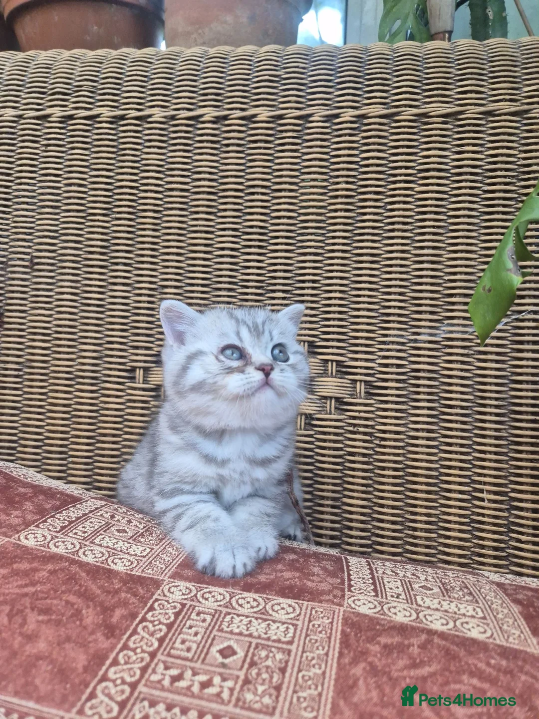 British Shorthair cats for sale: 💙ABSOLUTELY STUNNING BRITISH SHORTHAIR BOYS💙 - Advert 11