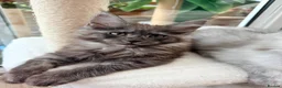 Maine Coon cats for sale: One beautiful black smoked Maine coons ready soon - Advert 10