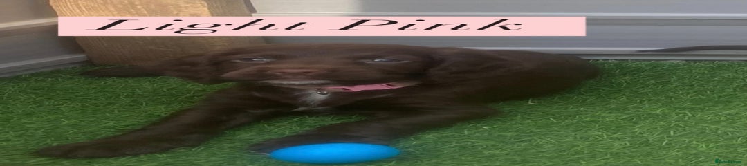 Sprocker Puppy 4
