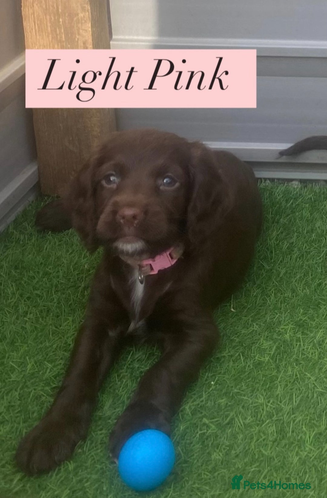 Sprocker dogs for sale: Last 2 girls available chocolate Sprockers - Image 1