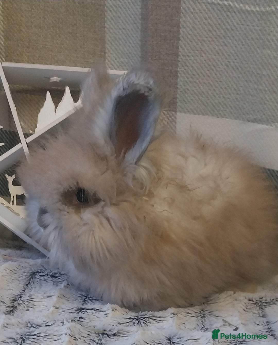 Angora rabbits 2 Beautiful Angora boys ready now  - Advert 3