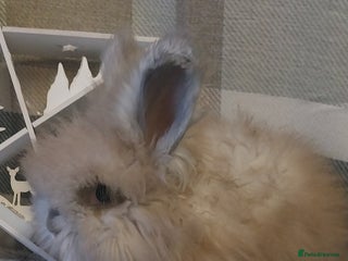 Angora rabbits 2 Beautiful Angora boys ready now - Advert 3