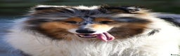 Rough Collie dogs for sale: Kc registered rough collies - Advert 4