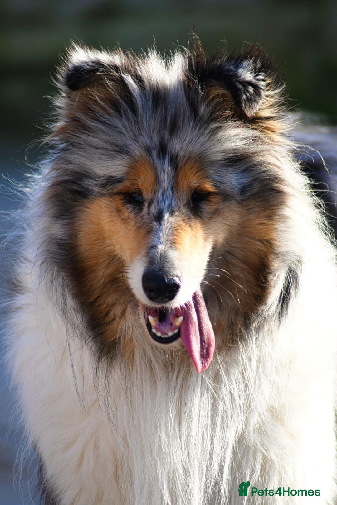Rough Collie dogs for sale: Kc registered rough collies - Advert 4