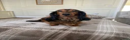 Miniature Dachshund dogs for sale: Ready Now 3 Boys Mini Long hair boysKc registered  - Advert 20