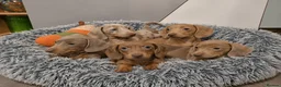 Dachshund dogs for sale: 5 Beautiful dachshund puppies 🩷💙3 boys 2 girls  - Advert 1