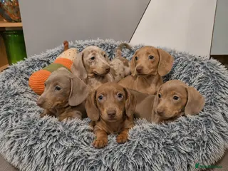 Miniature Dachshund dogs 5 Beautiful dachshund puppies 🩷💙3 boys 2 girls - Advert 5