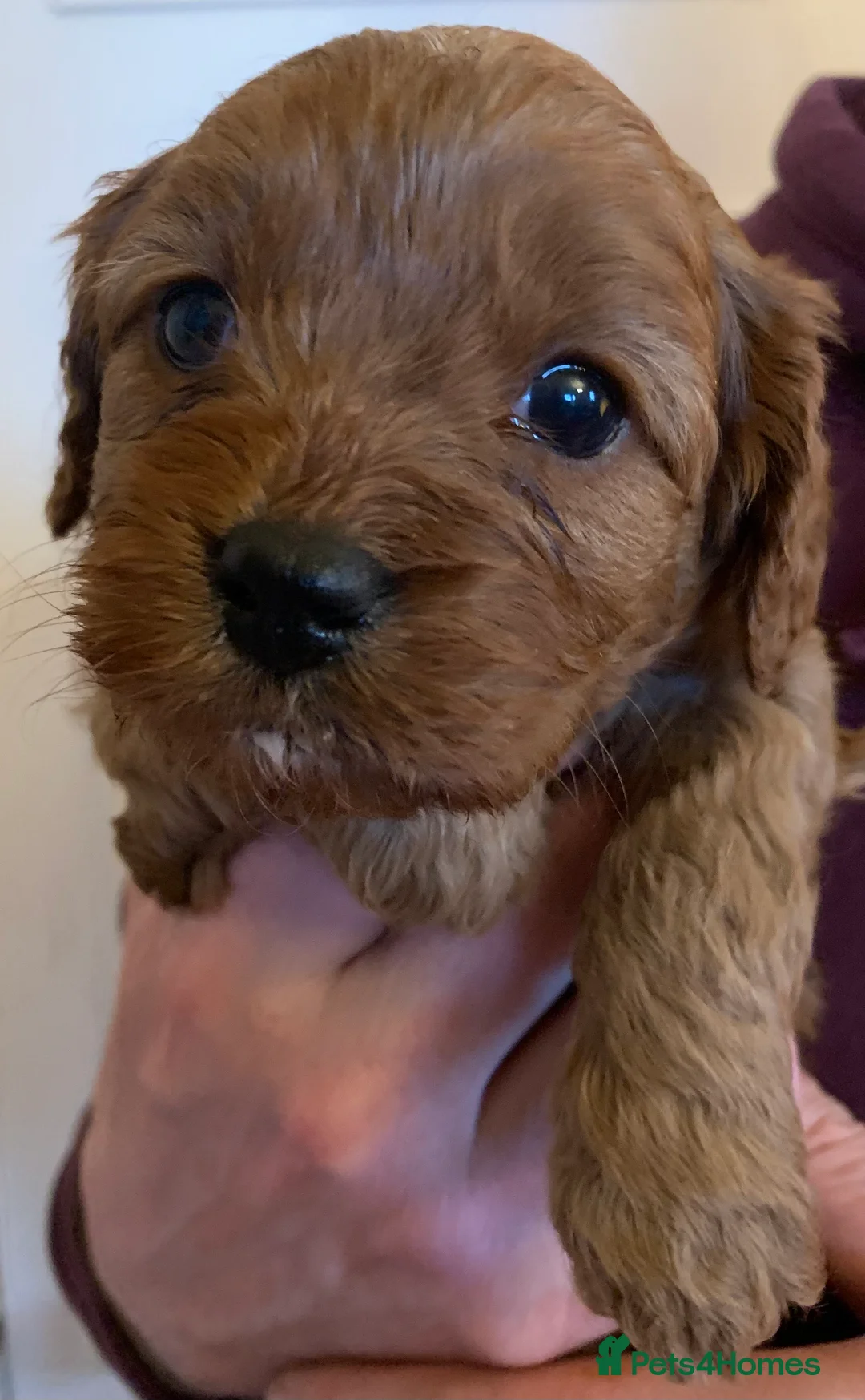 Cavapoo dogs for sale: Lovely home reared Cavapoos for sale - Advert 11