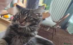 Maine Coon cats for sale: Maine coon  - Image 4