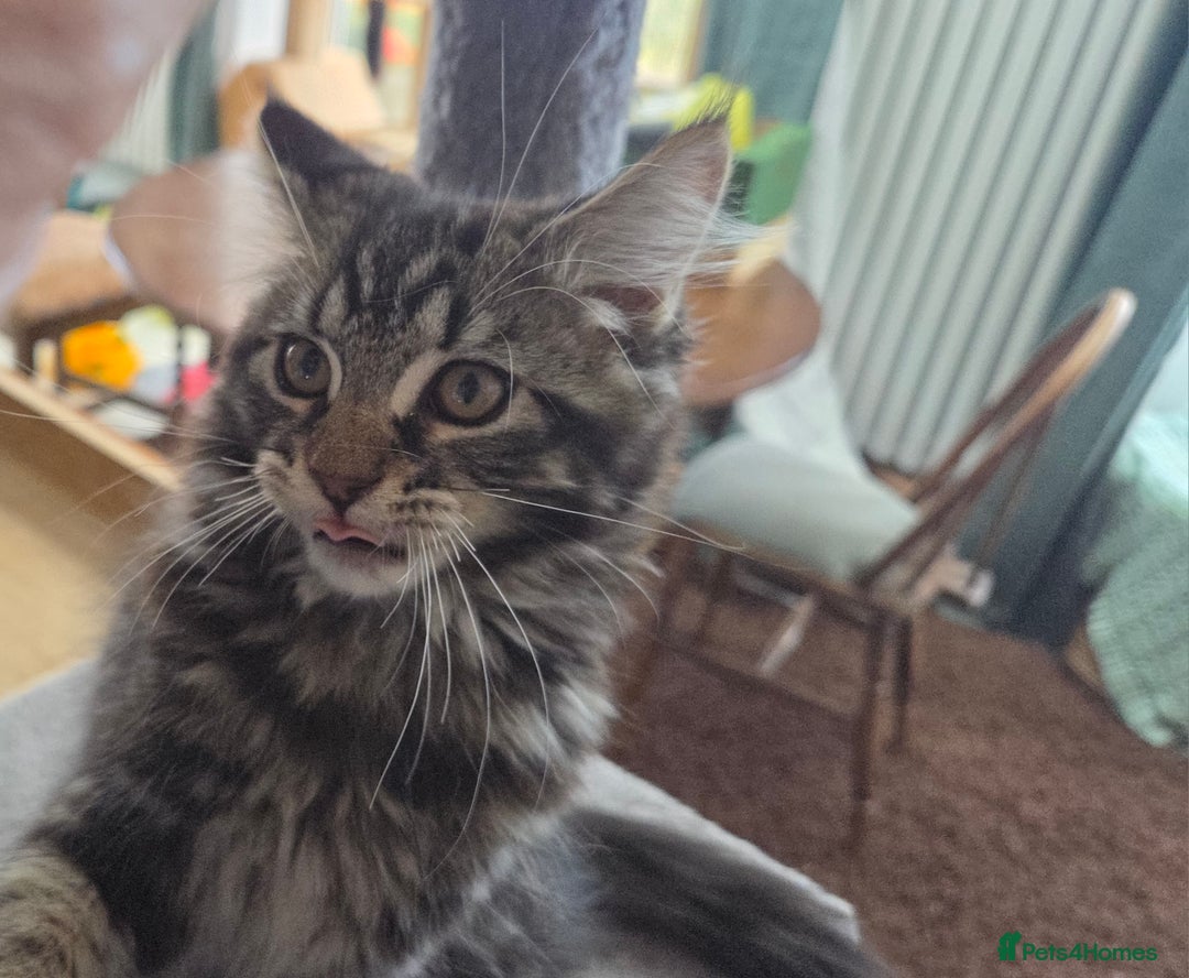 Maine Coon cats for sale: Maine coon  - Image 4