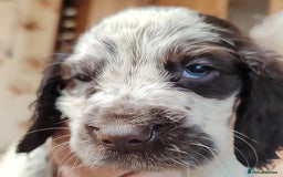 Sprocker dogs for sale: Gorgeous Sprocker Spaniel puppies. - Image 4