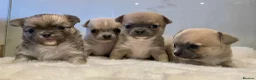 Chihuahua dogs for sale: Bramerita show champion line Chihuahua puppies  - Advert 1
