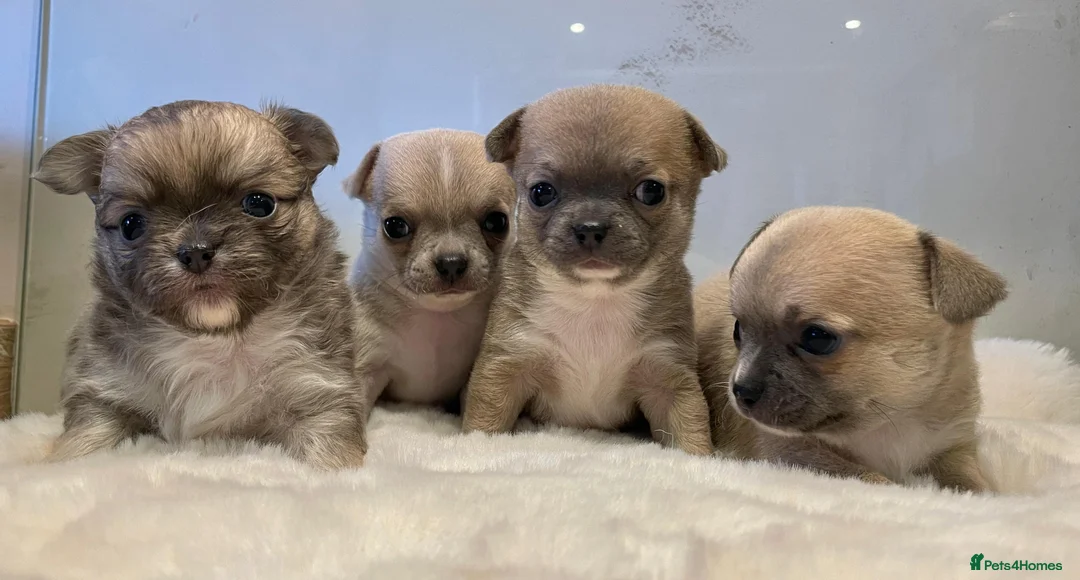 Chihuahua dogs for sale: Bramerita show champion line Chihuahua puppies  - Advert 1