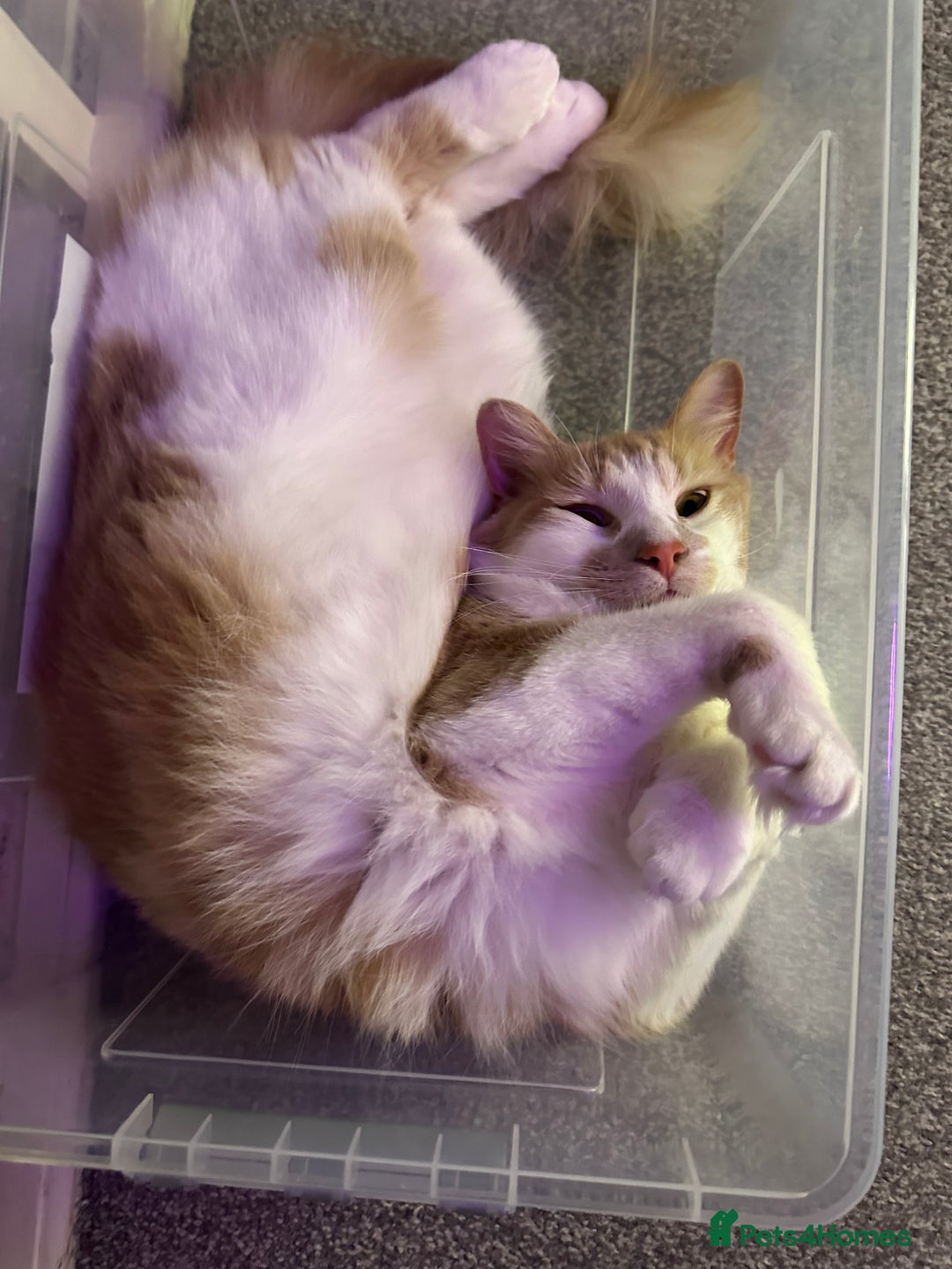 Mixed Breed cats for sale: Beautiful and affectionate 1 year old male - Advert 15