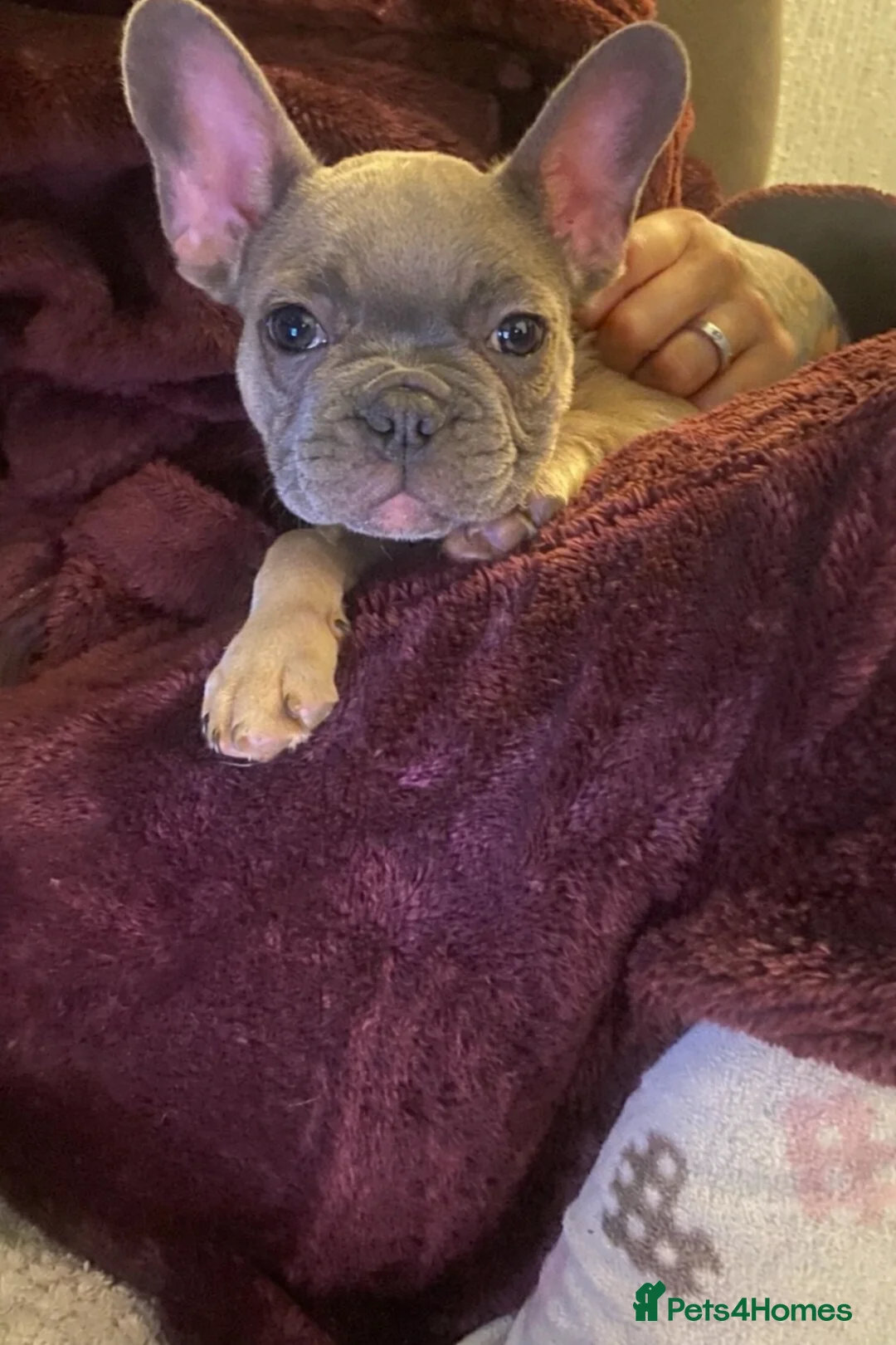 French Bulldog dogs for sale: French bulldog  - Advert 1