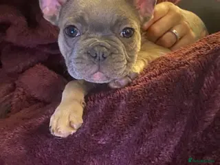 French Bulldog dogs French bulldog - Advert 1