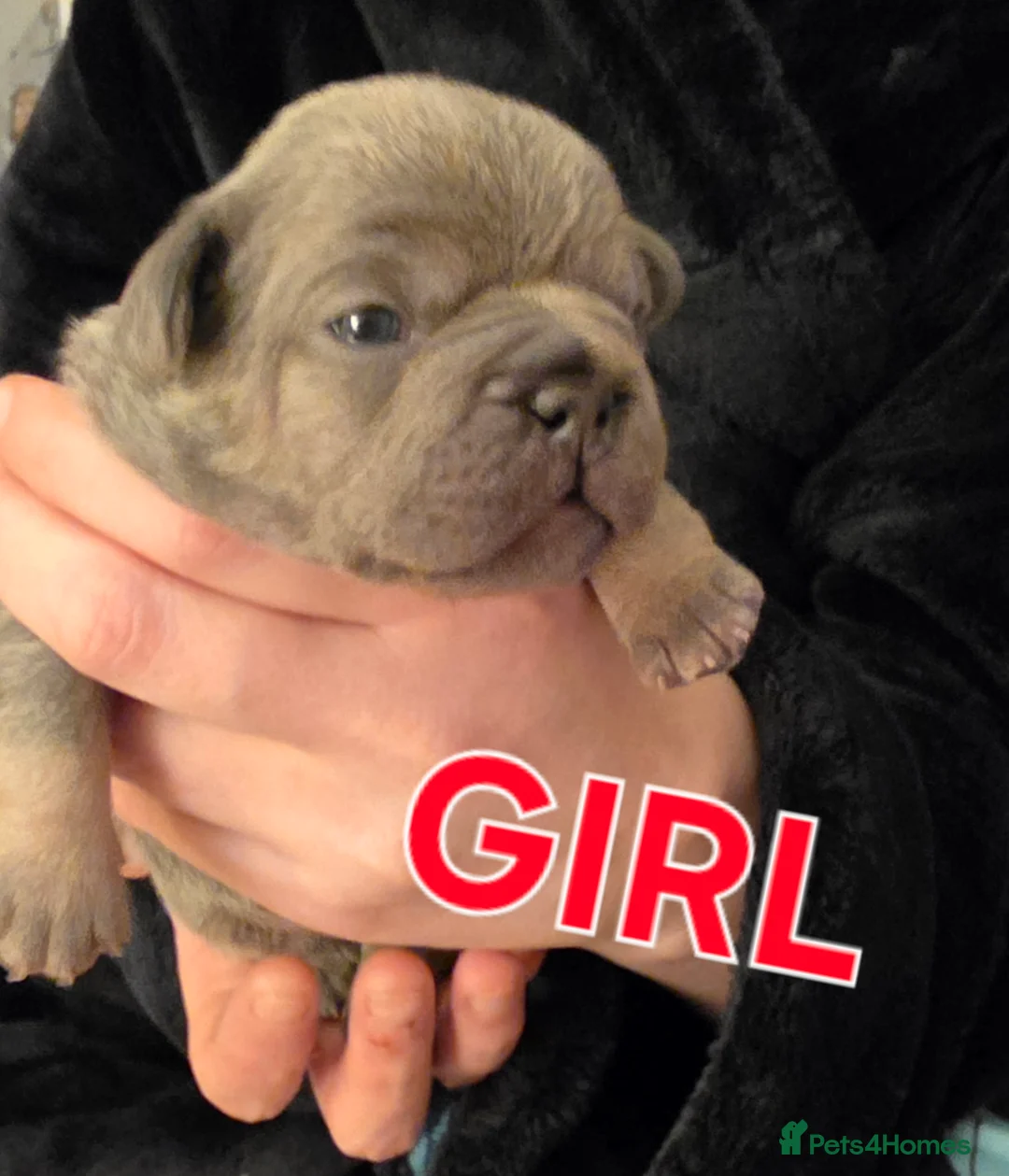 French Bulldog dogs for sale: Stunning French bulldog pupies  - Advert 8