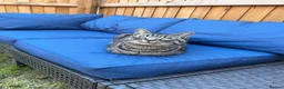 Domestic Shorthair cats for sale: Cat needing rehoming in Manchester - Advert 8
