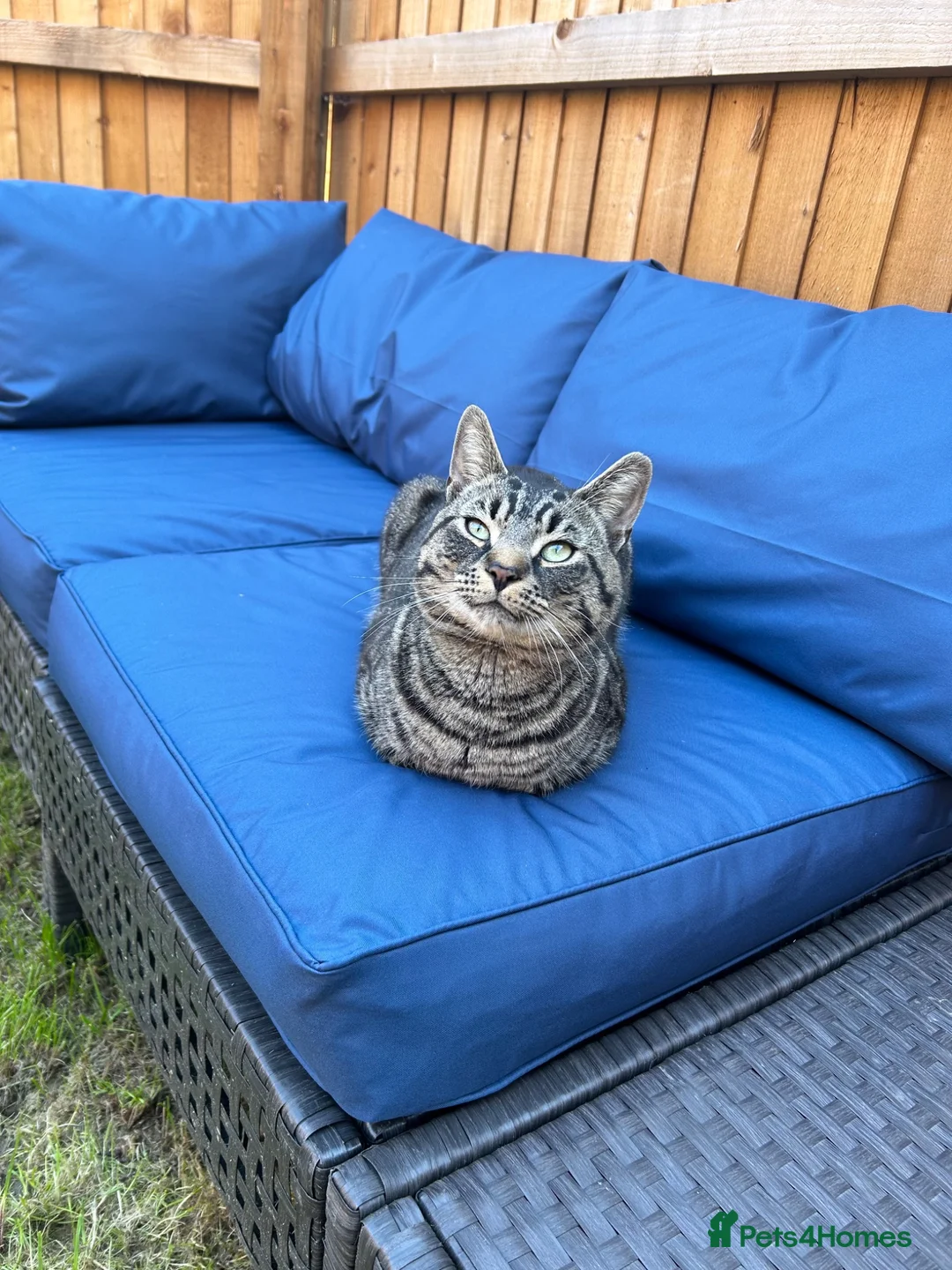 Domestic Shorthair cats for sale: Cat needing rehoming in Manchester - Advert 8