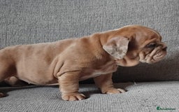 English Bulldog dogs for sale: Beautiful English Bulldog Puppies - Image 10